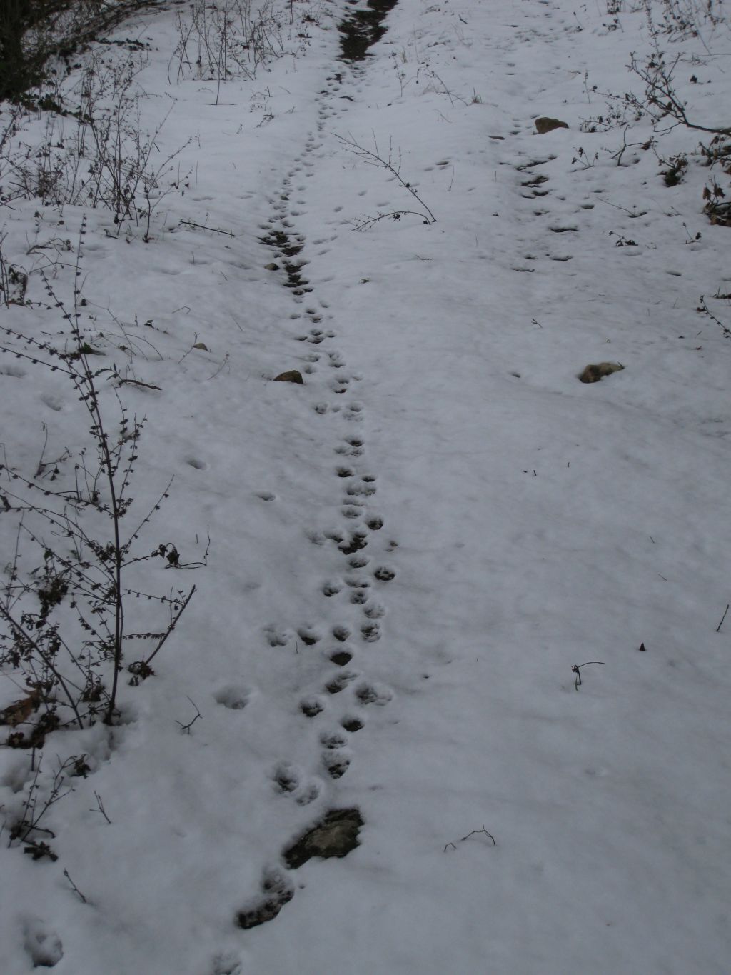 Help! Orme sulla neve da riconoscere